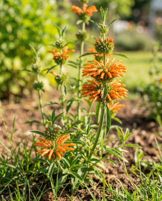 Sementes de Orelha-de-leão com flores laranja (Leonotis nepetifolia) – sementes de flor anual da SeedsChoice