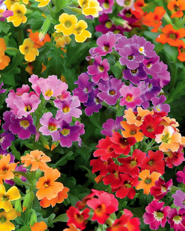 Sementes de Nemesia Carnival Mixed Nemesia strumosa Anual