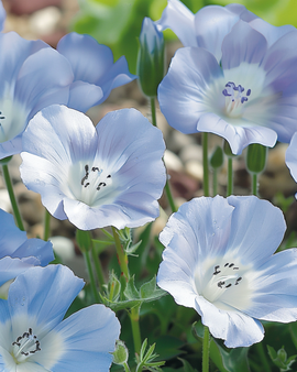 Sementes Baby Blue Eyes Nemophila Menziesii Cobertura de Solo Anual Azul-Céu