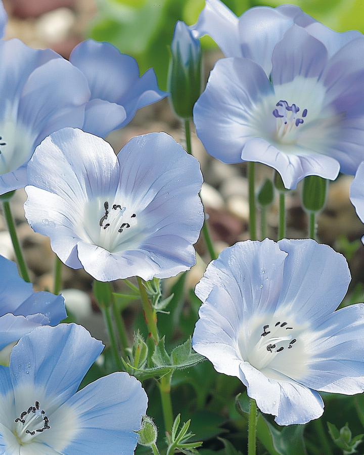Sementes Baby Blue Eyes Sky Ground Cover (Nemophila menziesii) – anual