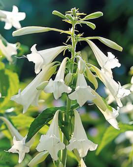 Sementes de Nicotiana Sylvestris flores brancas anuais altura 150 cm