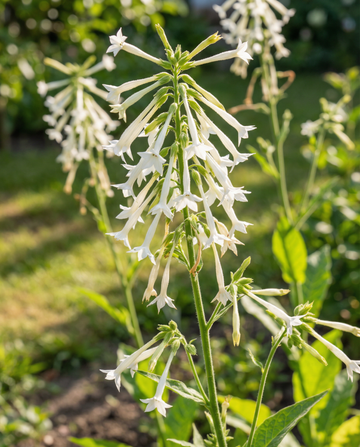 Nicotiana Sylvestris White 150 Cm Height – annual flower seeds from SeedsChoice
