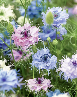 Sementes Love In The Mist Nigella damascena anual Persian Jewels mistura