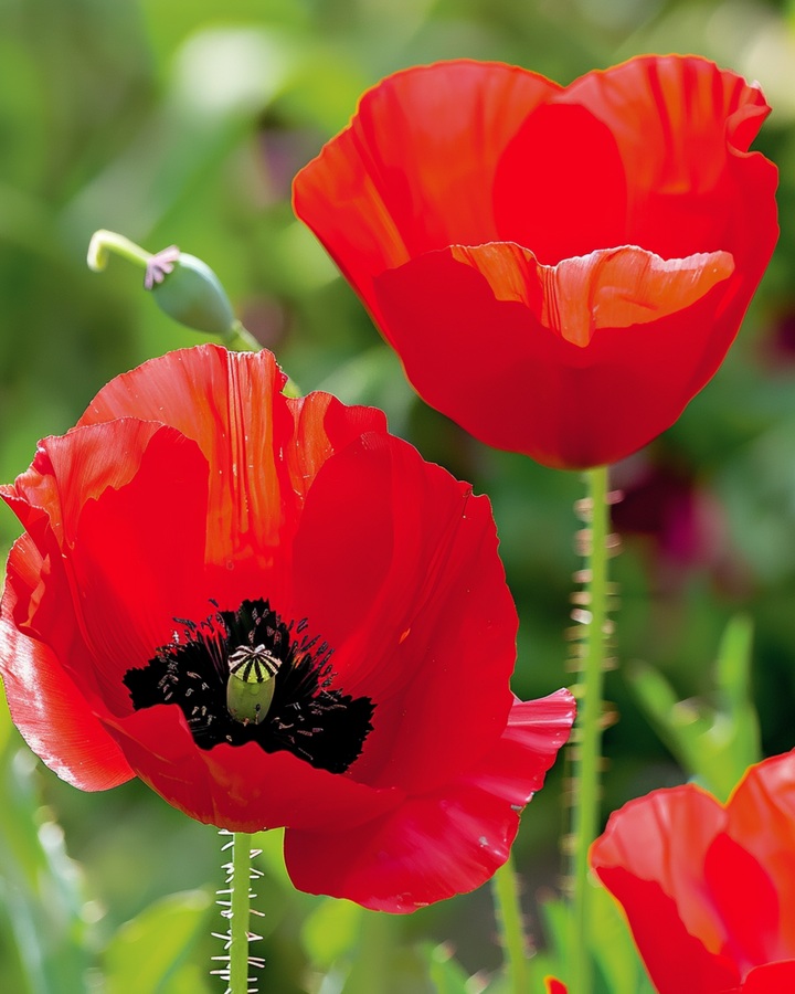 Sementes de papoila-tulipa (Papaver glaucum) – flor anual