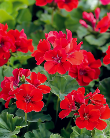 Sementes de gerânio Mustang F1 (Pelargonium zonale) – anual