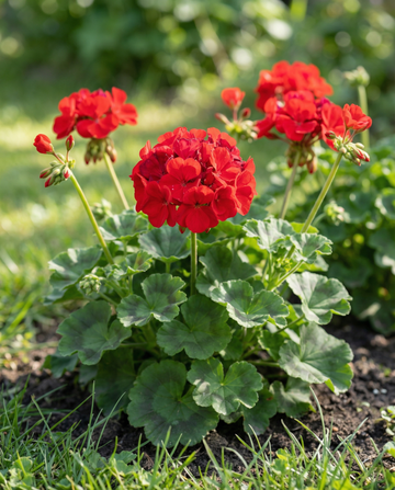 Gerânio Mustang F1 (Pelargonium zonale) – sementes anuais da SeedsChoice
