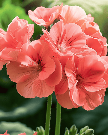 Geranium Chérie F1 seeds (Pelargonium zonale) – annual