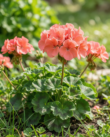 Geranium Chérie F1 (Pelargonium zonale) – annual seeds from SeedsChoice