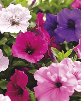Sementes de petúnia anã mista Petunia hybrida anual flores compactas