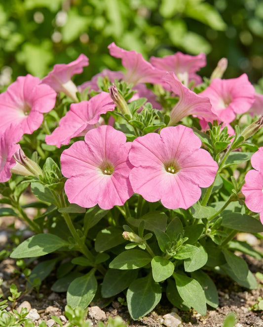 Rose Of Heaven Pink (Petunia hybrida) – semillas anuales de SeedsChoice