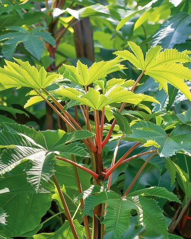 Semillas de Wonderboom 250 Cm (Ricinus communis) – flor anual