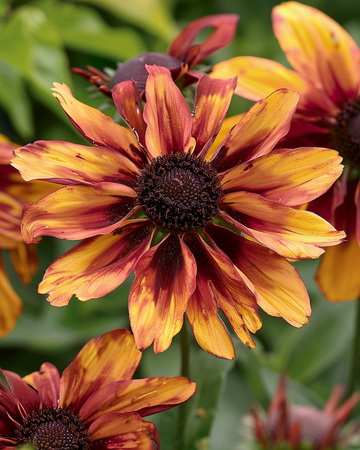 Semillas de equinácea Sahara (Rudbeckia hirta) – flor anual