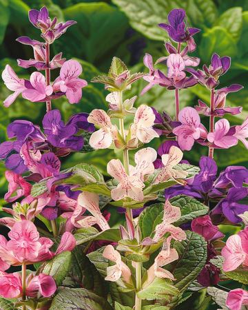 Semillas de Clary Cut Mix (Salvia horminum) – flor anual