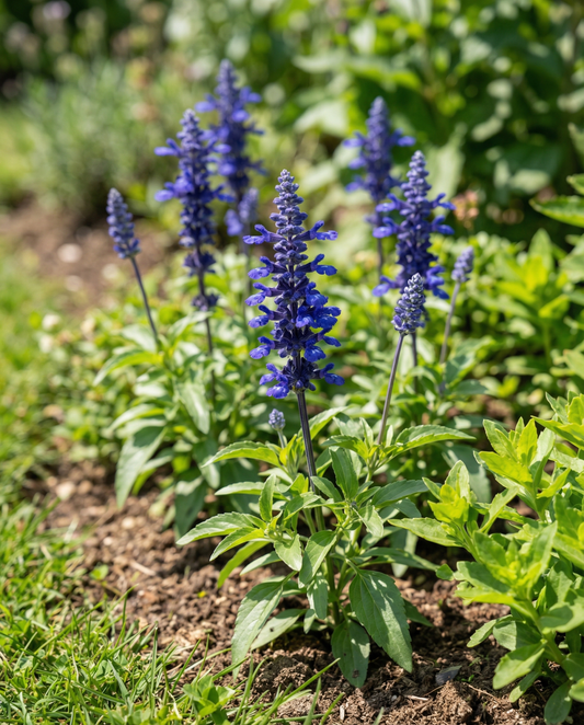 Victoria (Salvia farinacea) – semillas anuales de SeedsChoice