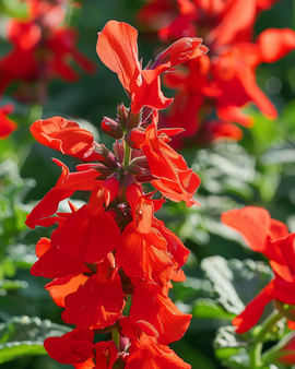 Sementes St. John's Fire Salvia Splendens Flor Anual