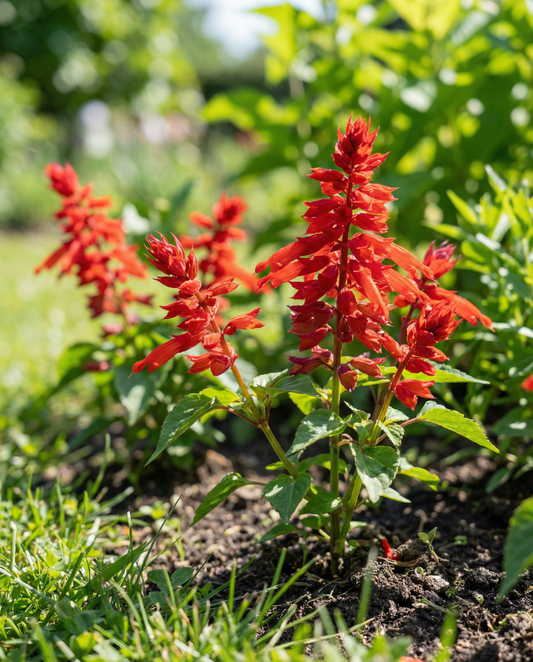 St. John's Fire (Salvia splendens) – sementes de flor anual da SeedsChoice