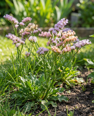 Semillas de lavanda de mar Pacific (Limonium sinuatum) – anual de SeedsChoice
