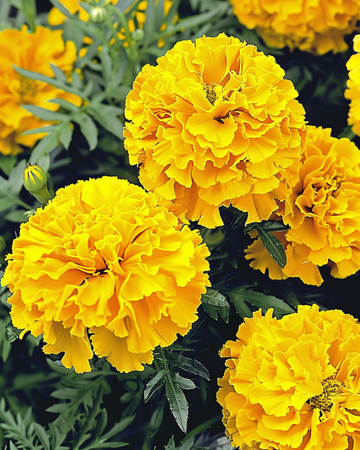 Sementes de cravo-de-defunto Yellow Supreme (Tagetes erecta) – flor anual