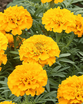 Sementes de cravo-de-defunto Tagetes erecta Anual Golden Age Anão