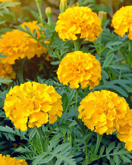 Semillas de tagete francés Tagetes Patula Petite Yellow anual