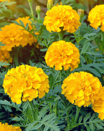 Sementes de cravo-de-defunto Petite Yellow (Tagetes patula) – flor anual