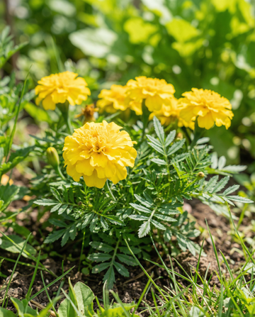 Cravo-de-defunto Petite Yellow (Tagetes patula) – sementes de flor anual da SeedsChoice