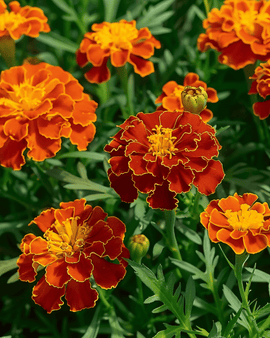 Semillas de clavelón francés Carmen Tagetes patula anual