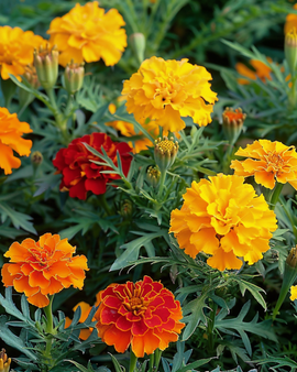 Sementes de Cravo-de-defunto Francês Bonita Tagetes Patula Mix Anual