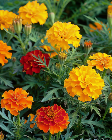 Semillas de tagetes Bonita Mix (Tagetes patula) – flor anual