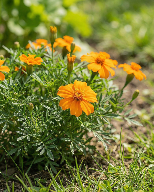 Orange Gem (Tagetes tenuifolia) – sementes de flor anual da SeedsChoice