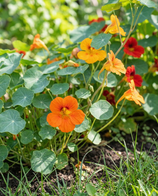 Nastúrcio Mixed Single (Tropaeolum majus) – sementes de flor anual da SeedsChoice