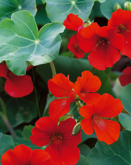 Sementes de nastúrcio Empress of India Tropaeolum majus anual