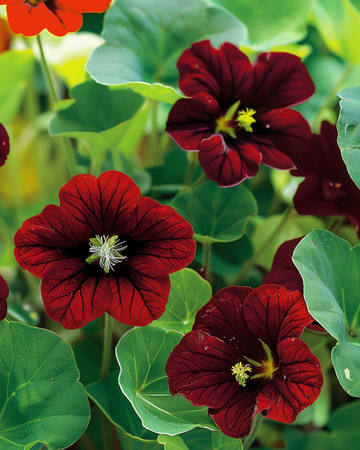 Semillas de capuchina Black Velvet (Tropaeolum majus) – flor anual