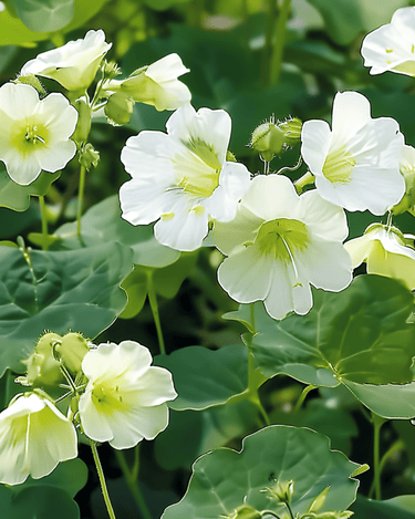 Sementes de nastúrcio Milkmaid (Tropaeolum majus) – anual
