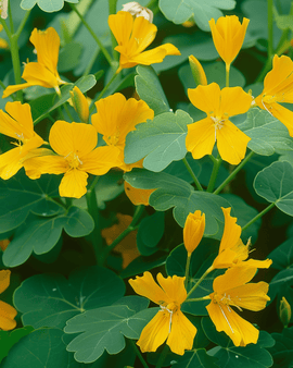 Semillas de Canary Creeper Tropaeolum peregrinum, flor trepadora anual