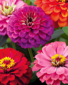 Sementes de Zinnia Flor de Dália Anual Zinnia Elegans