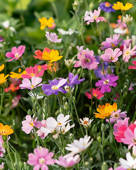 Sementes de Japanese Flower Carpet Mix Anual 15 a 45 cm