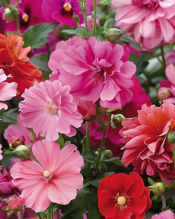 Sementes de flores de verão Pink Red Garden Mix Blend – flor anual