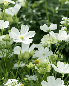 Semillas de flores estivales blancas mezcla anual tonos blancos 20 a 80 cm