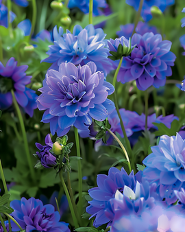 Sementes de flores azuis de verão — mistura anual em tons de azul