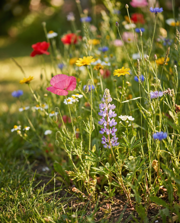 Field Mix For Summer Bloom – sementes de flores anuais da SeedsChoice