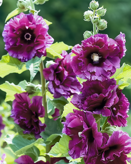 Sementes de malva-rosa Alcea Rosea Chater's Deep Purple bienal