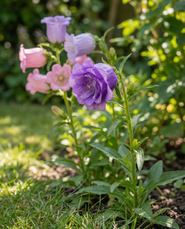 Campânula Mista (Campanula medium) – sementes de mistura bienal da SeedsChoice