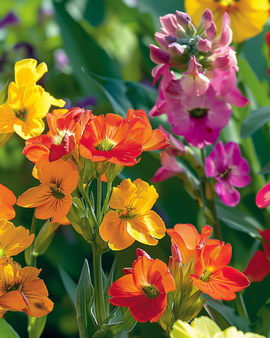 Sementes de Goiveiro Fair Lady Erysimum Cheiri Bienal