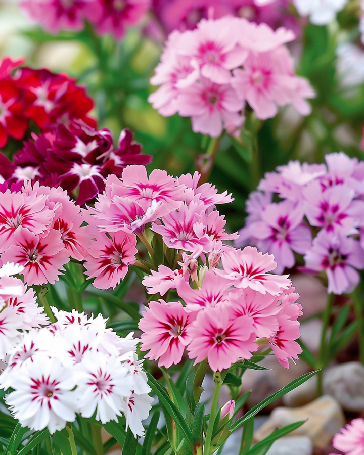 Sementes de Sweet William Dwarf Mixed (Dianthus barbatus) – flor bienal