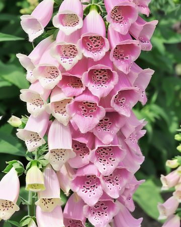 Sementes Apricot Beauty (Digitalis purpurea) – flor bienal