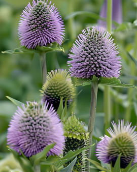 Sementes de Cardo-Fulão Dipsacus Sativus Flor Bienal