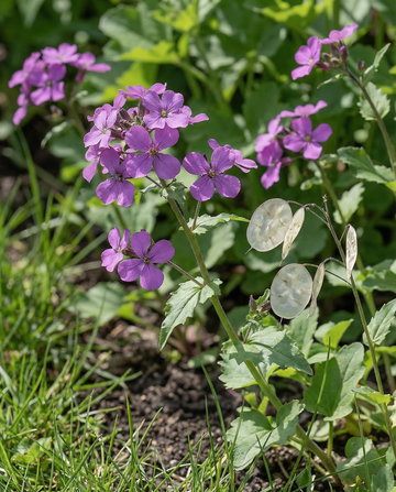 Honestidade Violeta (Lunaria annua) – sementes bienais da SeedsChoice