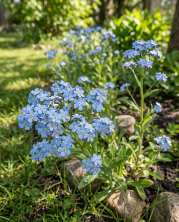 Nomeolvides azul Cottage Garden (Myosotis alpestris) – semillas de flor bienal de SeedsChoice