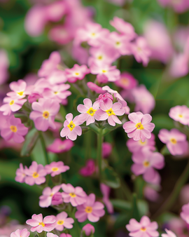 Sementes de miosótis Victoria Pink Myosotis Alpestris bienal
